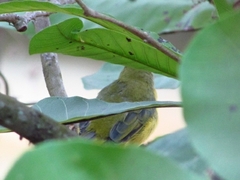 Euphonia