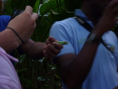 Agalychnis callidryas