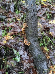 Trametes versicolor