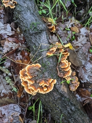 Trametes versicolor