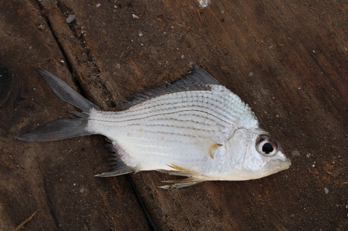 Black axillary mojarra (Eugerres axillaris) — Gerreidae — 2