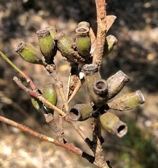Eucalyptus calycogona