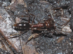 Odontomachus brunneus