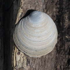 Dosinia anus