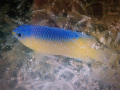 Stegastes leucostictus