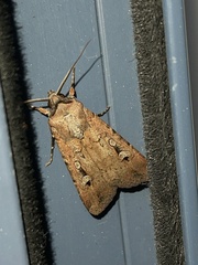 Agrotis infusa