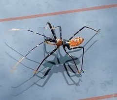 Gminatus australis
