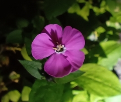 Silene pseudoatocion