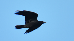 Corvus cryptoleucus