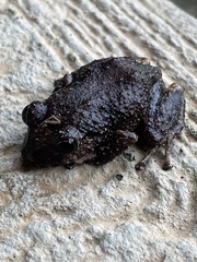 Pristimantis altamazonicus