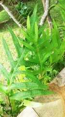 Microsorum scolopendria