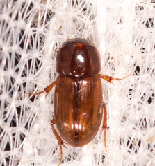 Blackburneus stercorosus