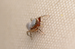 Tutelina similis