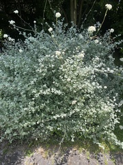 Helichrysum petiolare