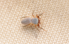 Tutelina similis