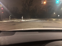 Odocoileus virginianus