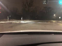 Odocoileus virginianus