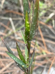 Dichanthelium webberianum