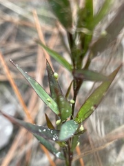 Dichanthelium webberianum