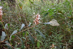 Hedychium