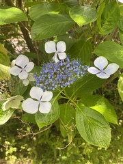 Hydrangeaceae