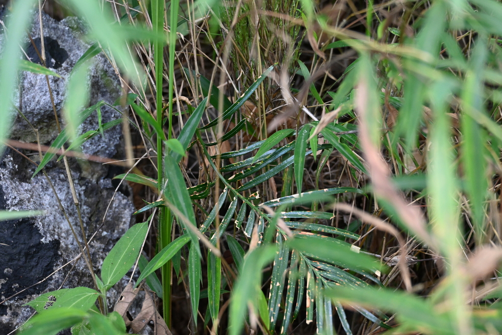 Cycas simplicipinna