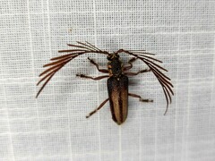 Piesarthrius marginellus