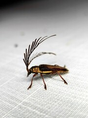 Piesarthrius marginellus