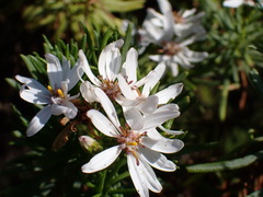 Olearia glutinosa