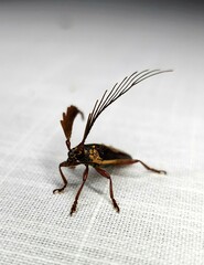 Piesarthrius marginellus