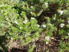 Olearia glutinosa
