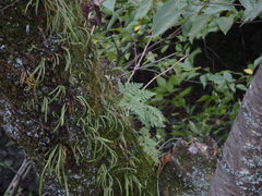 Davallia mariesii