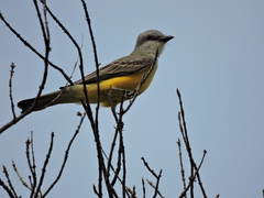 Tyrannus couchii