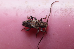 Pogonocherus hispidus