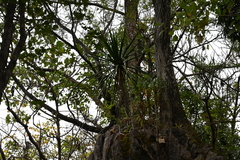 Dracaena cochinchinensis