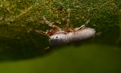 Tutelina similis