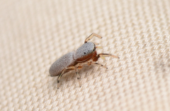 Tutelina similis