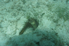Gymnothorax vicinus
