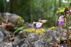 Impatiens psittacina