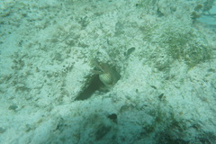 Gymnothorax vicinus
