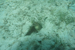 Gymnothorax vicinus