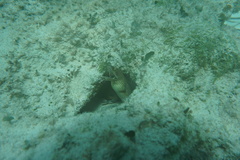 Gymnothorax vicinus