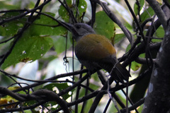 Colaptes auricularis