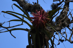 Tillandsia bourgaei