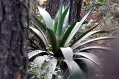 Agave inaequidens