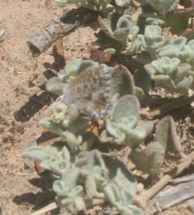Theclinesthes serpentata