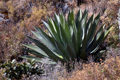 Agave inaequidens
