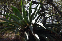 Agave inaequidens