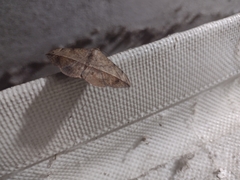 Anticarsia gemmatalis