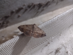 Anticarsia gemmatalis